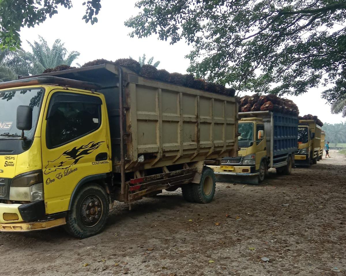 Dugaan Penguasaan Lahan di Luar HGU Seret Nama PT Citra Riau Sarana